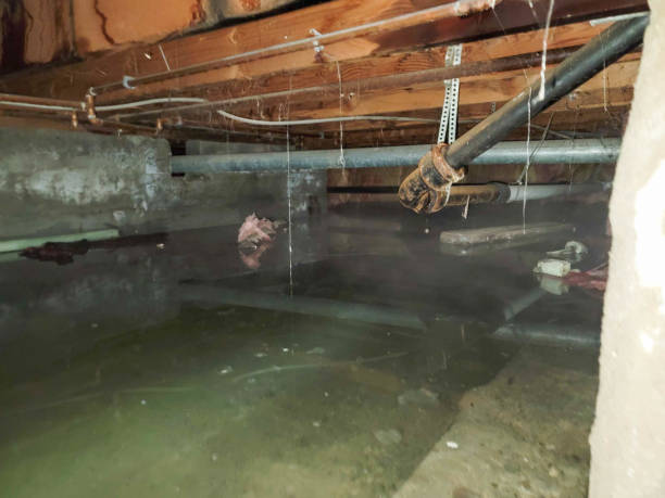 Best Professional water damage repair  in Shields, MI